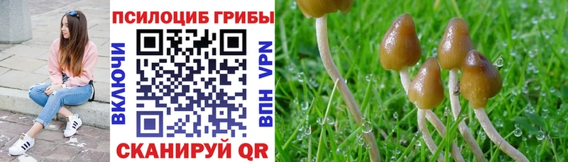 Галлюциногенные грибы Psilocybine cubensis где купить наркоту Аткарск